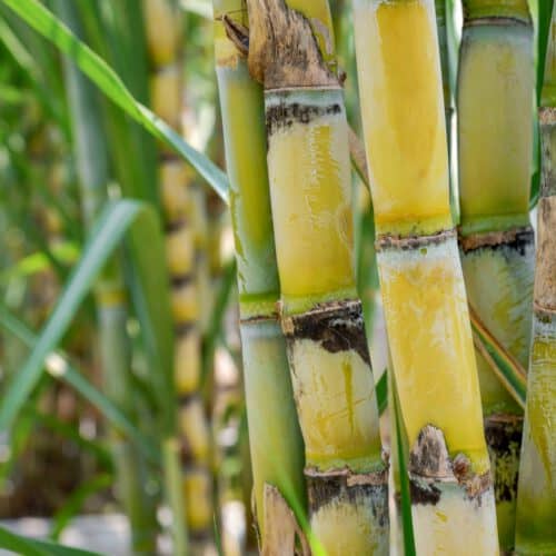 Sugarcane in a field