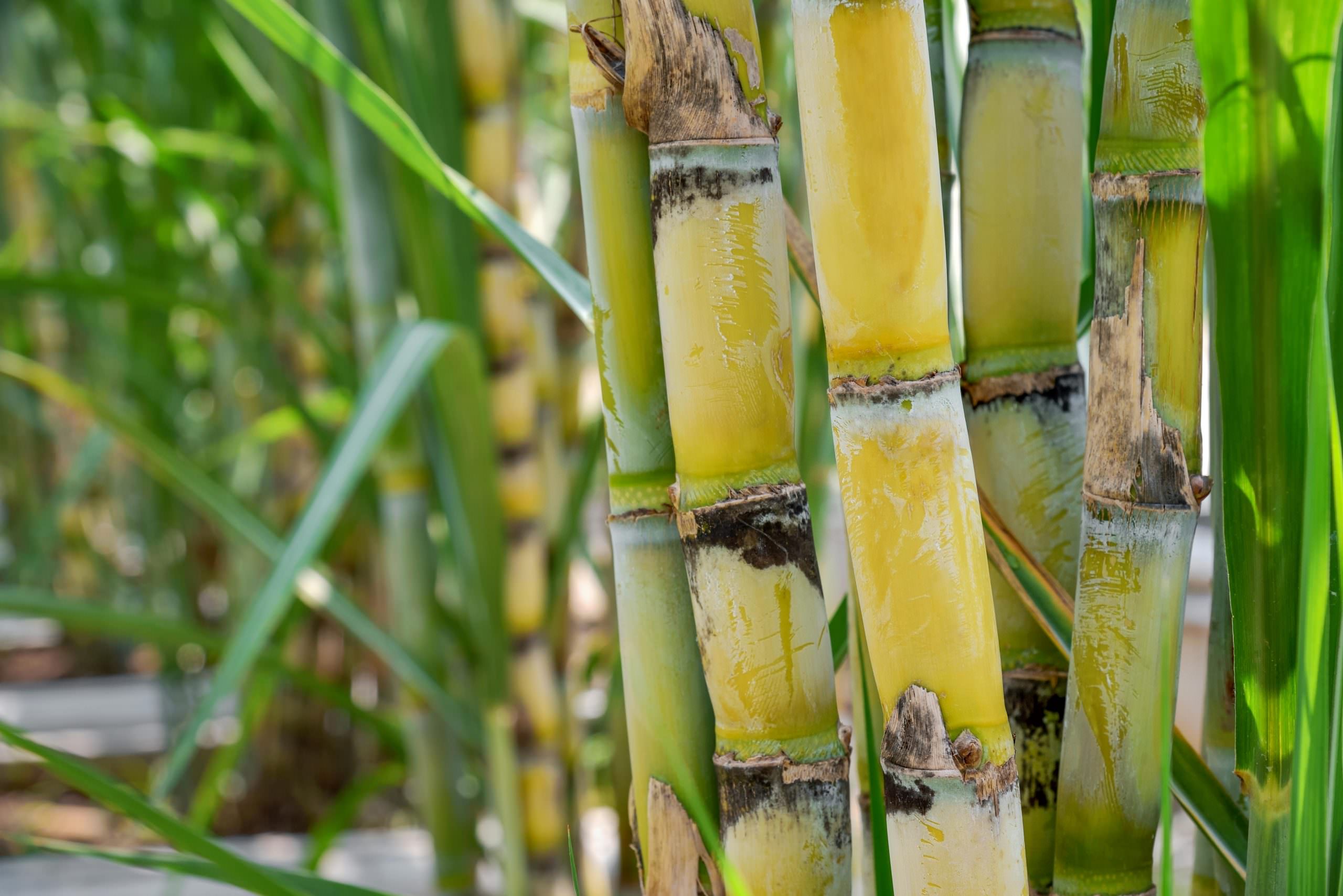 Sugarcane in a field
