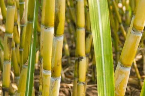 Sugarcane Plant