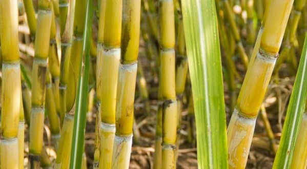 Sugarcane Plant