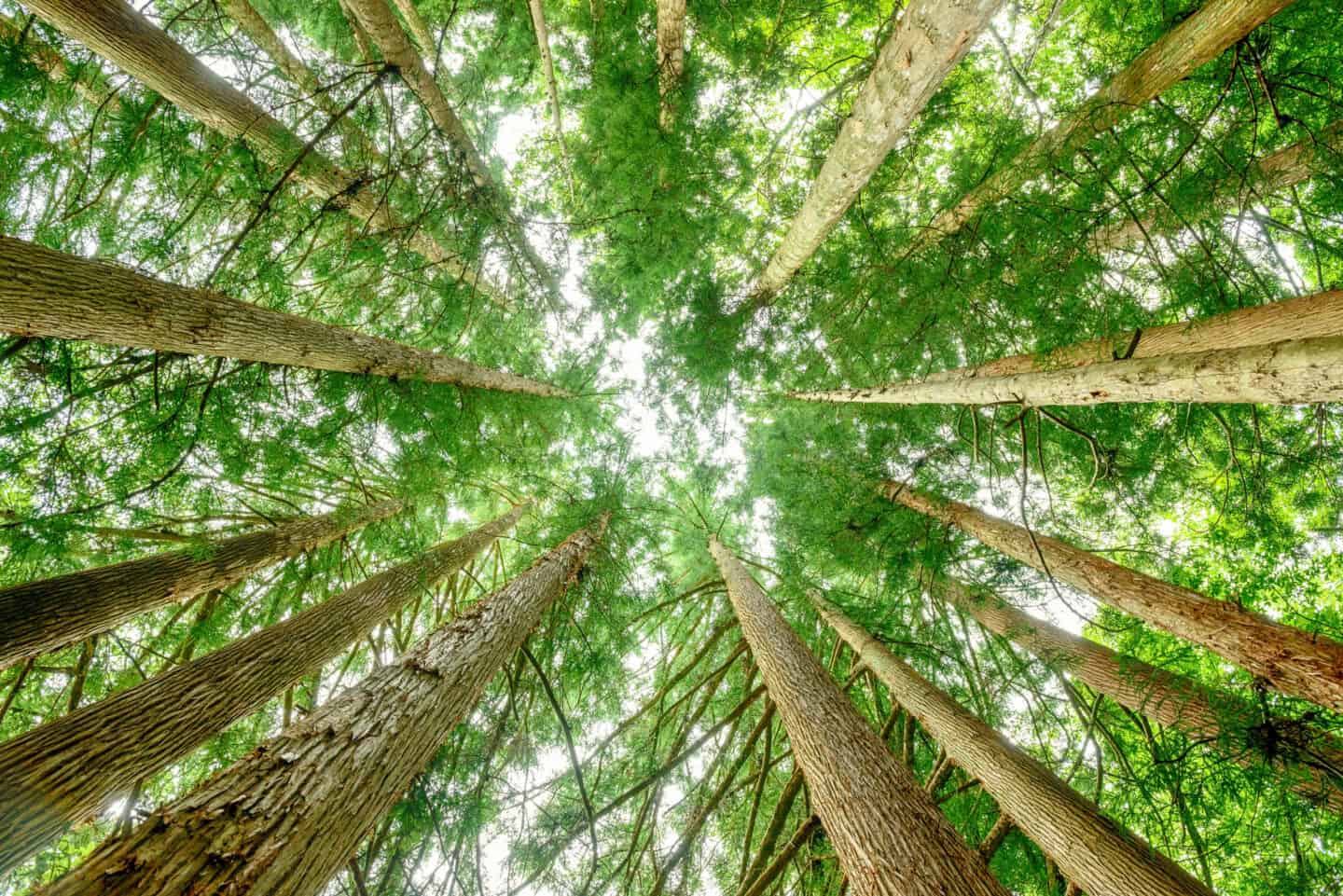 Ground view of trees looking up