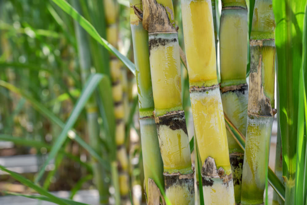 Raw sugarcane source material for GreenPE