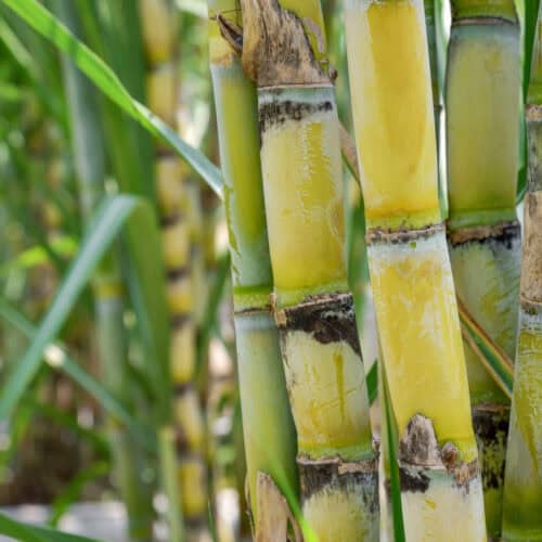 Raw sugarcane source material for GreenPE